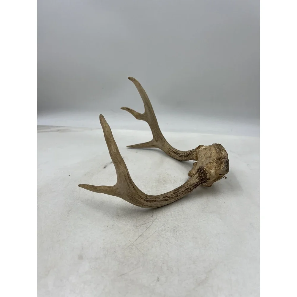 Deer Antlers Skull Plate European Mount 6 Point Real Bone Taxidermy Decor Cabin